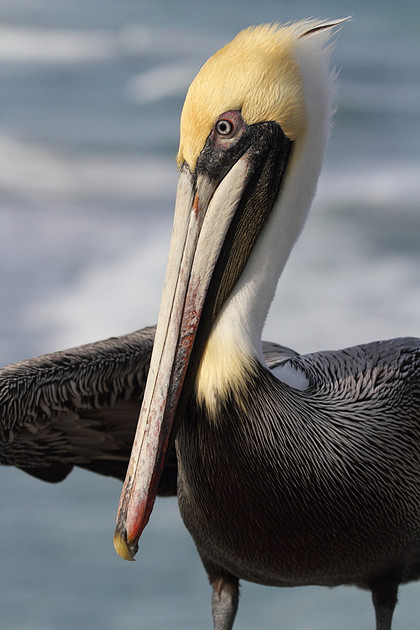 Brown Pelican