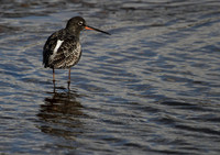Spotted Redshank