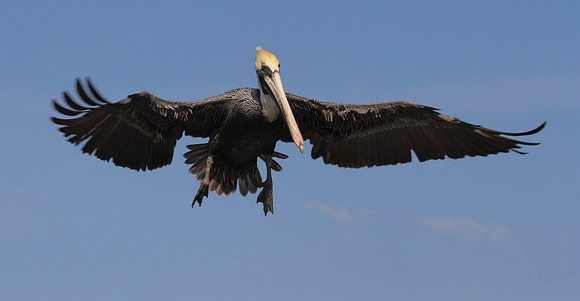 Brown Pelican coming into land
