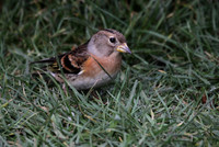 Brambling