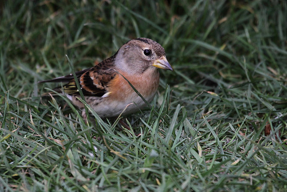 Brambling