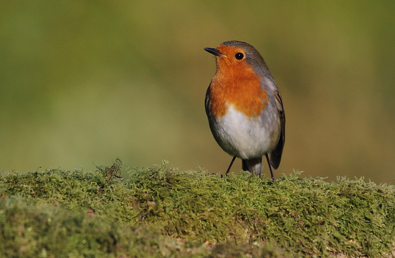 Robin