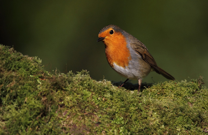 Robin