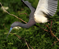 Tri-Colored Heron