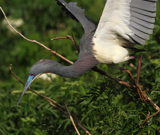 Tri-Colored Heron