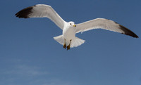 Ring Billed Gull