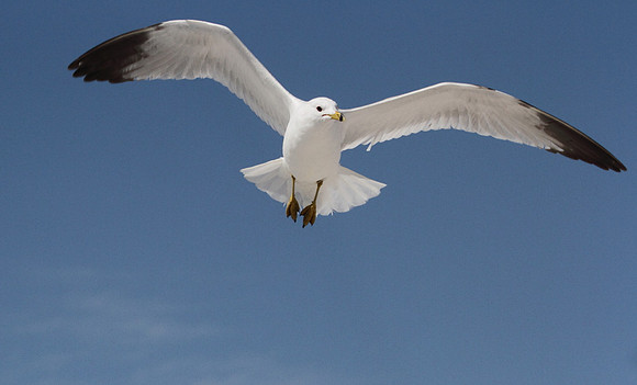 Ring Billed Gull