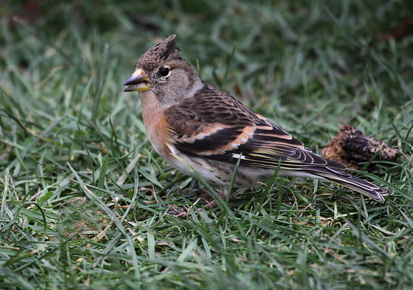 Brambling