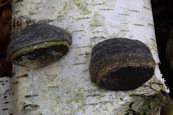 Hoof Fungus