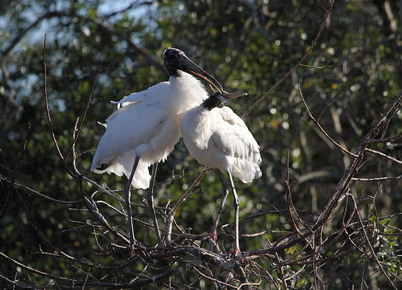Wood Stork