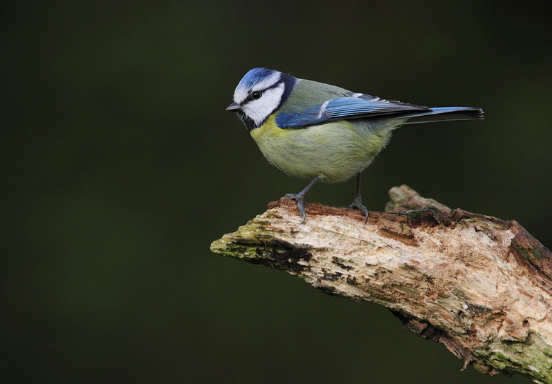 Blue Tit