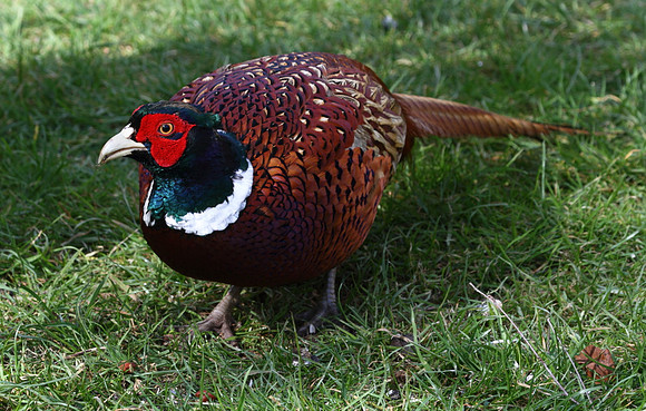 Pheasant