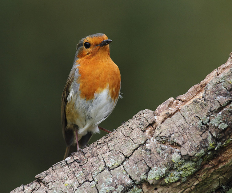 Robin