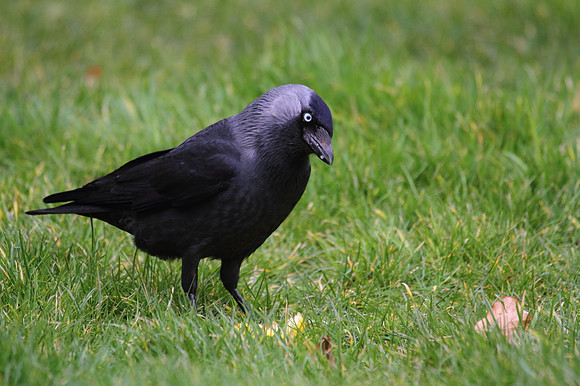 Jackdaw