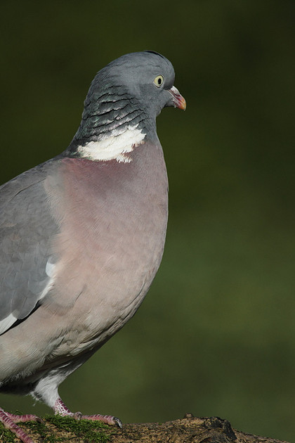 Woodpigeon