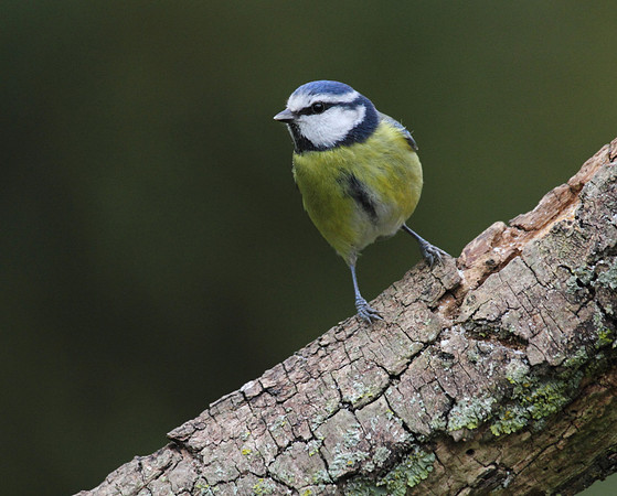 Blue Tit