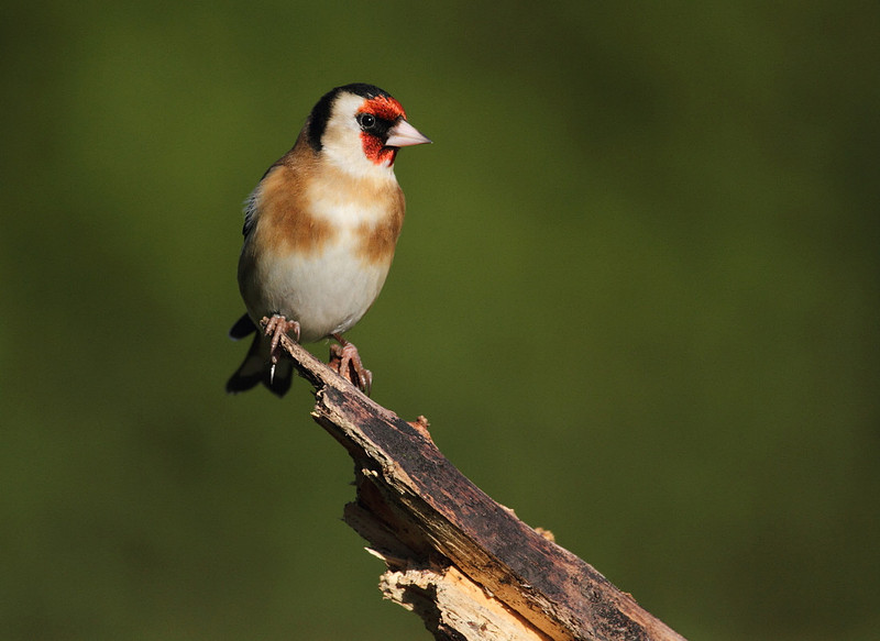 Goldfinch