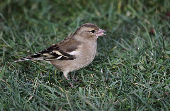 Female Chaffinch