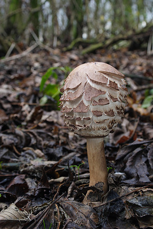 Shaggy Parasol