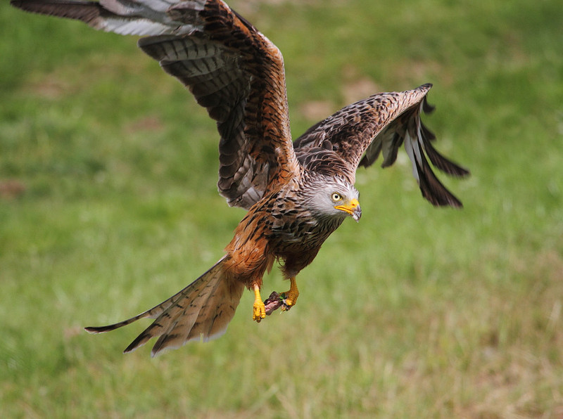 Red Kite