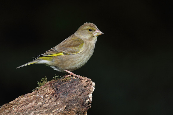 Female Greenfinch