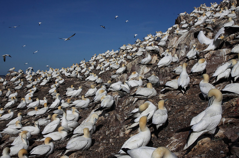Gannet colony