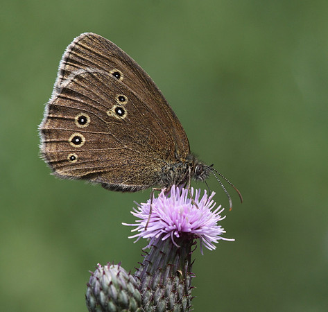 Ringlet