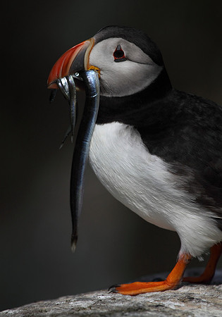 Puffin with Sand Eel