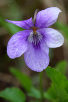 Dog Violet