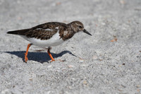 Ruddy Turnstone