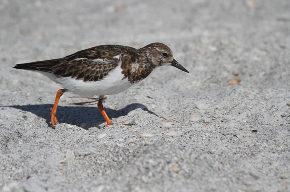 Ruddy Turnstone