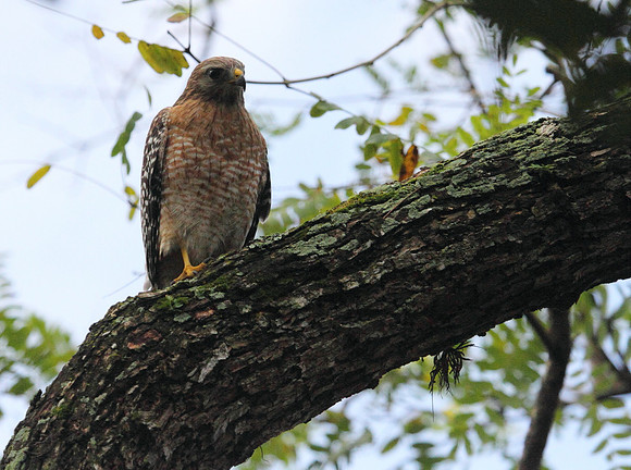 Red Shouldered Hawk
