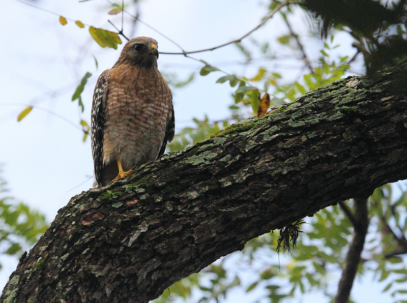 Red Shouldered Hawk