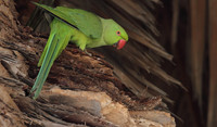 Ring Necked Parakeet