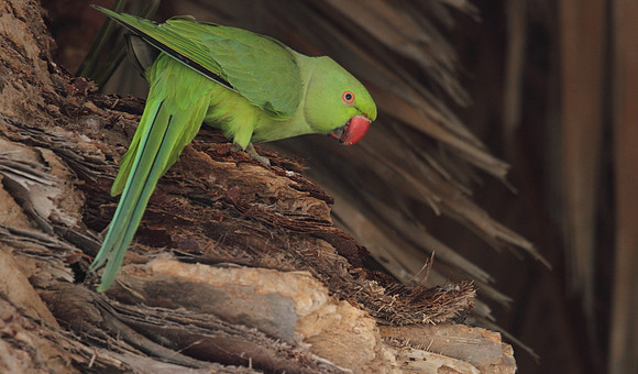 Ring Necked Parakeet
