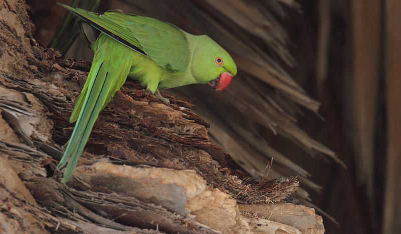 Ring Necked Parakeet