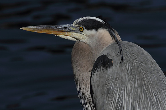 Great Blue Heron 7