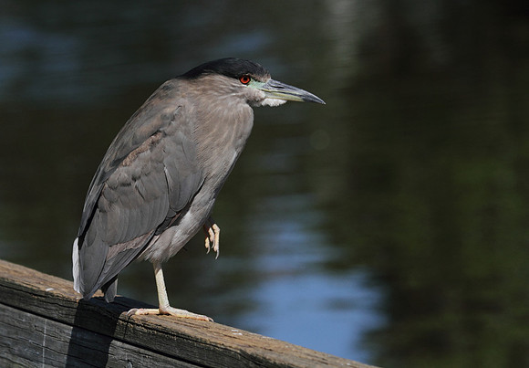 Black Crowned Night Heron