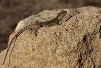Agama Lizard