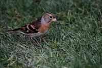 Brambling