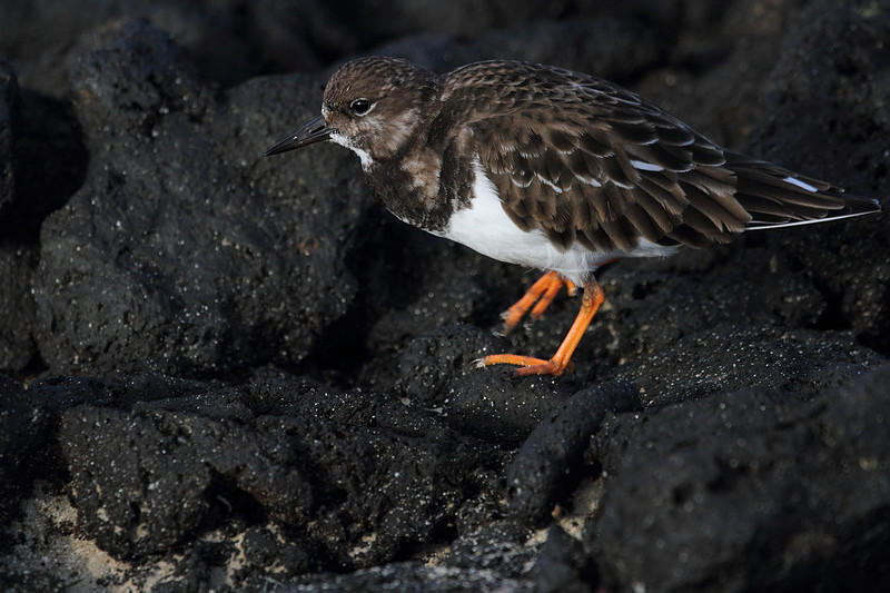 Turnstone