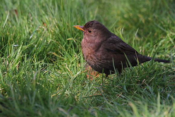 Female Blackbird