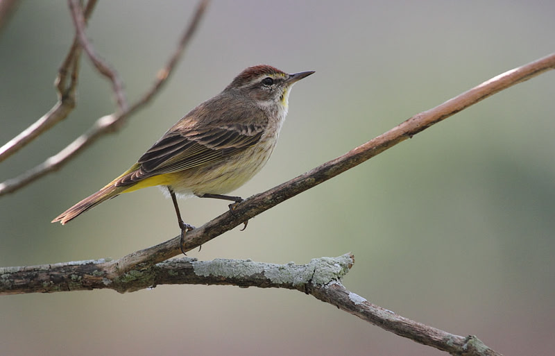 Palm Warbler