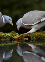 Woodpigeon reflection