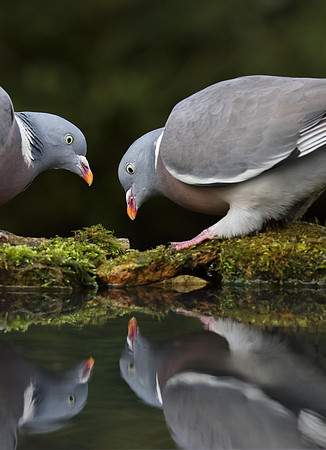 Woodpigeon reflection