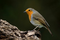 Robin