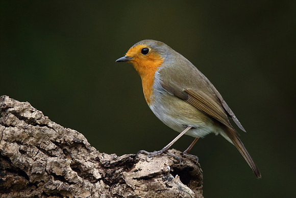 Robin