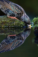 Starling drinking