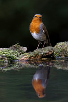 Robin reflection