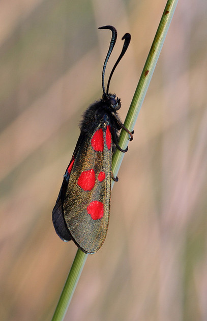 Five Spotted Burnet Moth